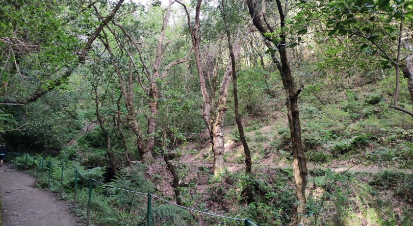 Regime jurídico do Inventário Florestal da Madeira publicado hoje em DR