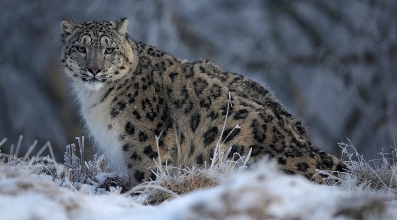 Fóssil de leopardo-das-neves descoberto em Portugal desvenda mistérios da espécie