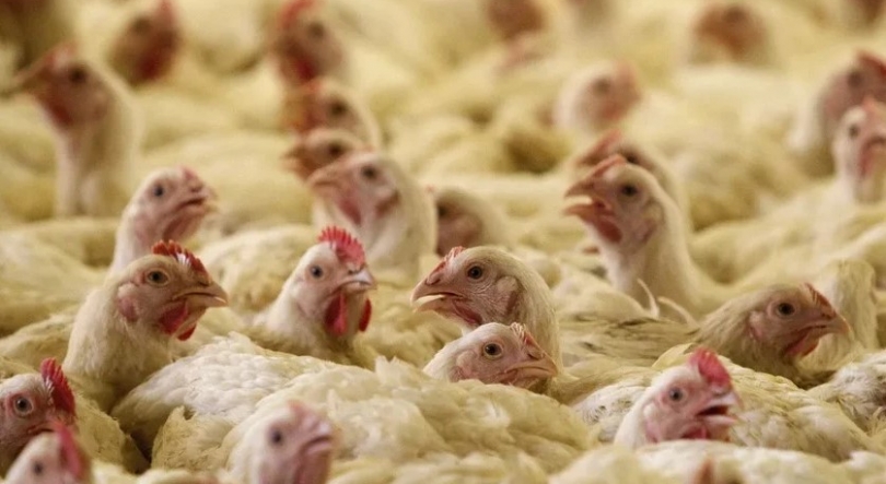 Portugal volta a estar livre da gripe das aves