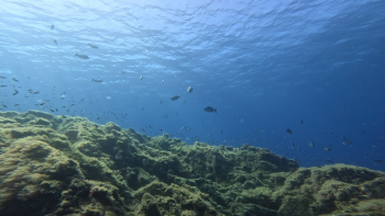 Imagem de Expedição científica no mar profundo da Madeira (áudio)