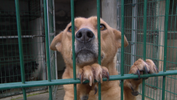 Imagem de 400 mil euros para tratar os cães e gatos errantes (vídeo)