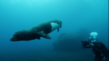 Imagem de Mergulhadores atacados por lobos marinhos (vídeo)