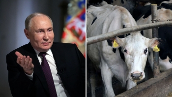 Imagem de Putin questiona os seus cientistas se conseguem levar uma vaca a Marte