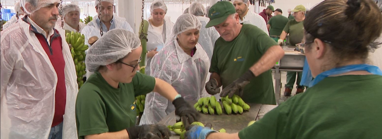 Imagem de Banana da América do Sul é ameaça para a Madeira (vídeo)