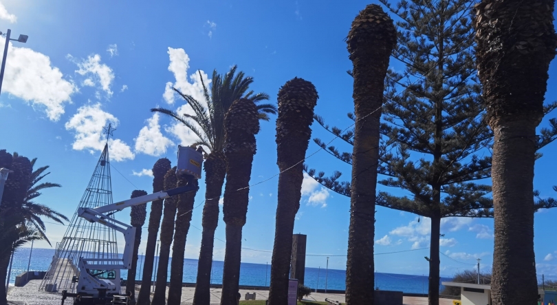 Imagem de Substituição das palmeiras no Porto Santo pode chegar aos 40 % até ao início do verão (áudio)