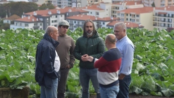 Imagem de Candidaturas ao pedido único começam na próxima 2.ª feira (áudio)