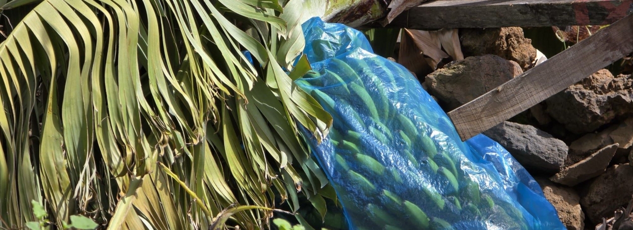 Imagem de Banana sem seguro coletivo (vídeo)