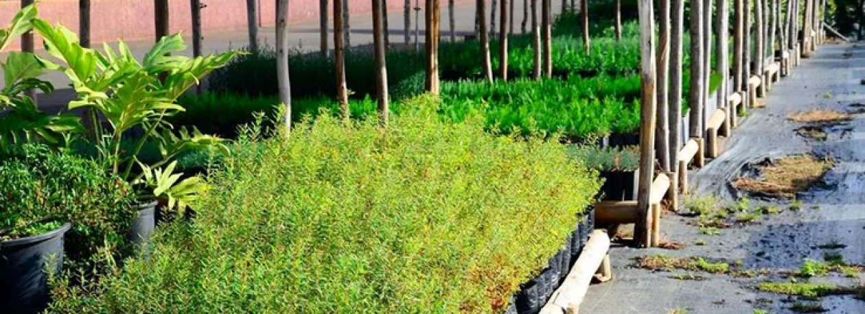 Imagem de Viveiros produzem cerca de 200 mil plantas (áudio)