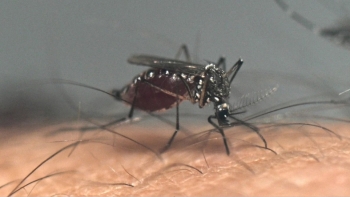 Imagem de Subida da temperatura vai aumentar o número de mosquitos da dengue (áudio)