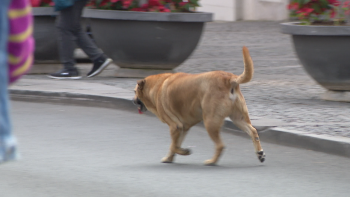 Imagem de Ordem dos Veterinários quer fazer estudo para conhecer realidade dos animais errantes (vídeo)