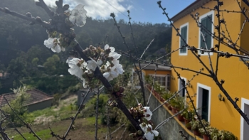 Imagem de 2025 deverá ser bom para a produção de cerejas (áudio)
