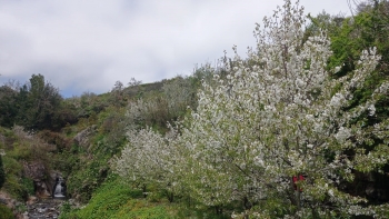 Imagem de Jardim da Serra cada vez com menos cerejeiras (vídeo)