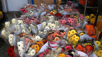 Imagem de Festa da Flor com menos flores naturais e menos variedade (vídeo)