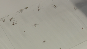 Imagem de Temperaturas baixas ajudam à diminuição do aedes aegypti (vídeo)