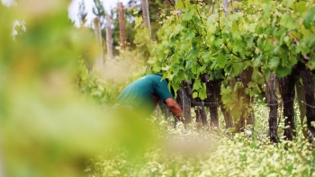 Imagem de Instituto do Vinho promove ações de esclarecimento para viticultores