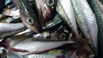 Imagem de Chicharros podem ser produzidos no Centro de Maricultura da Calheta (áudio)