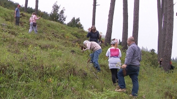 Imagem de Irmãs Hospitaleiras assinalam centenário plantando árvores (vídeo)