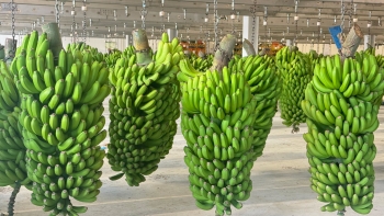 Imagem de Comercialização de banana baixou cerca de 6% (vídeo)