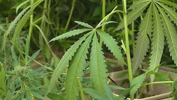 Imagem de PJ desmantelou grupo internacional de tráfico de droga (vídeo)