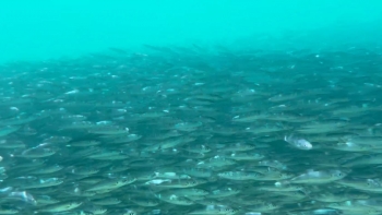 Imagem de Pesca da ruama interdita por mais 3 meses (vídeo)