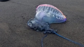 Imagem de Caravelas portuguesas têm aparecido regularmente nas praias do Funchal (áudio)