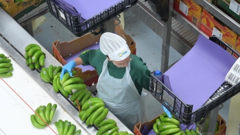Imagem de Comercialização de banana decresceu 5,9%