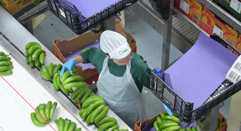 Imagem de Comercialização de banana decresceu 5,9%