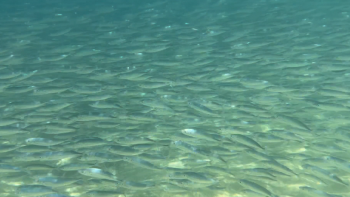 Imagem de Madeira vai produzir chicharros em aquacultura (vídeo)