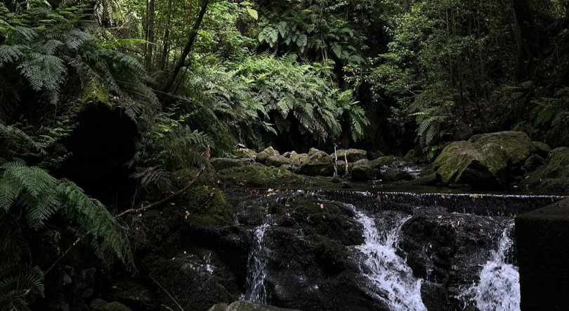 Imagem de Estudo conclui que passar 20 minutos na floresta reduz o stress