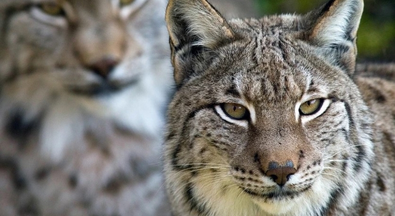 Imagem de População de lince ibérico aumentou 19% num ano e supera os 2.400 animais