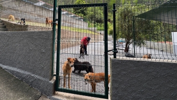 Imagem de Centro de Recolha Oficial do Funchal é gerido pela DOGTEL (áudio)