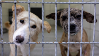 Imagem de Canil não tem espaço para receber mais animais (áudio)