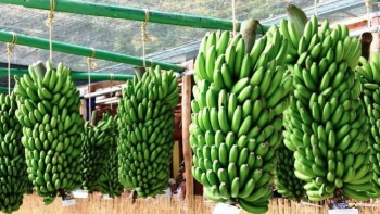 Imagem de Produtores querem saber porque não há Mostra da Banana (vídeo)