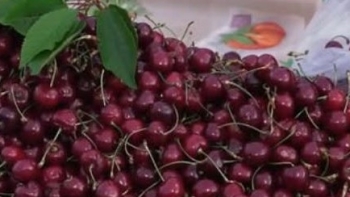 Imagem de Festa da Cereja ainda com pouca…cereja (áudio)