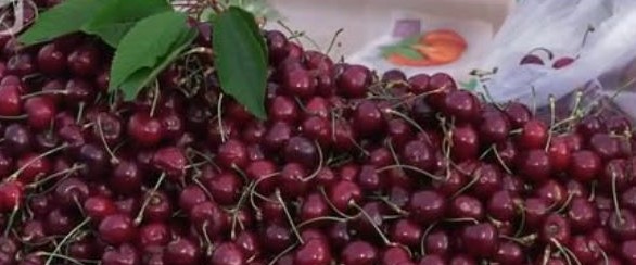 Imagem de Festa da Cereja ainda com pouca…cereja (áudio)