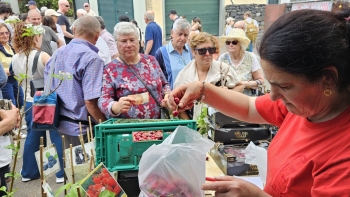 Imagem de Faltaram cerejas regionais na festa do Jardim da Serra (vídeo)