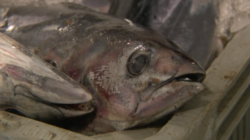Imagem de Pescadores de atum têm mais um mês de safra (vídeo)