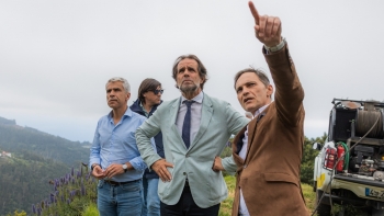 Imagem de Albuquerque admite gado ordenado na faixa corta-fogo do Funchal (vídeo)