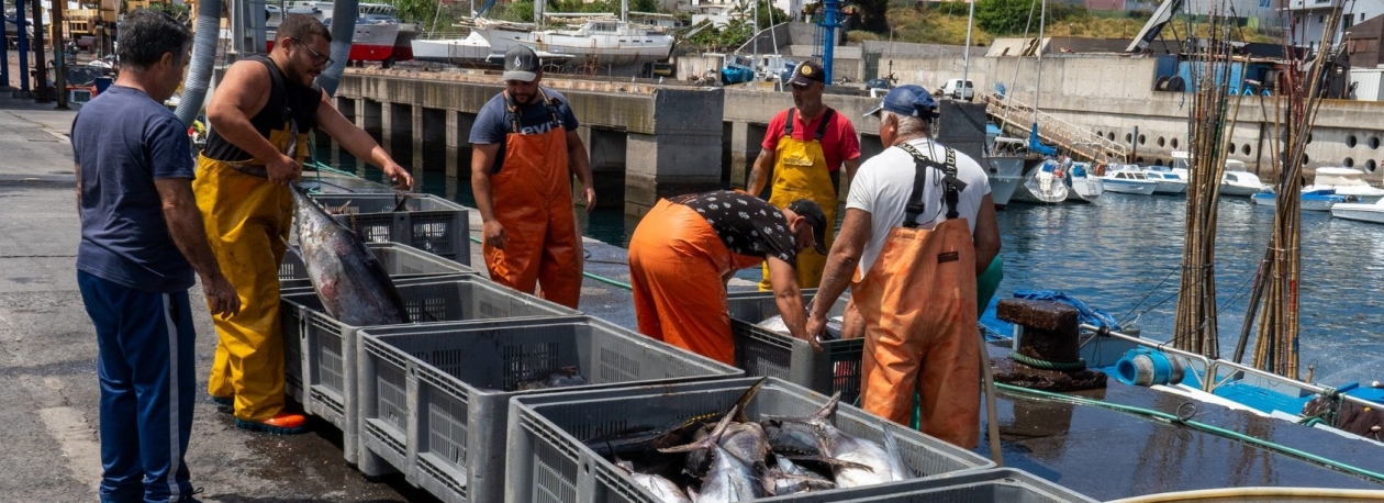 Imagem de Pesca descarregada na Região diminuiu mais de 25% em 2024