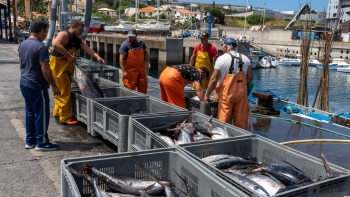 Imagem de Pescado capturado na Madeira teve uma redução de 25%