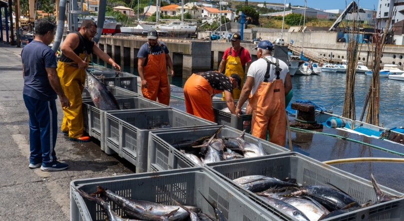 Imagem de Pescado capturado na Madeira teve uma redução de 25%