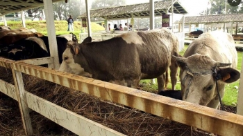 Imagem de Feira Agropecuária do Porto Moniz abre portas (áudio)