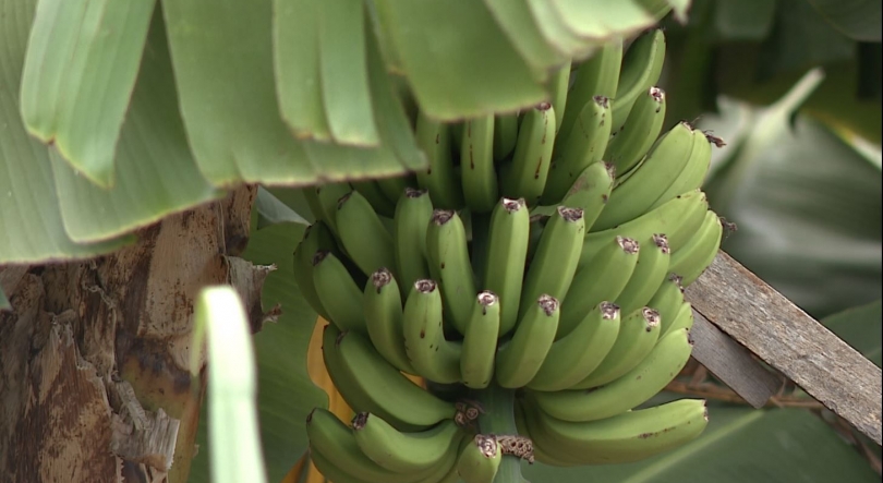 Comercialização de banana na Madeira cai 19,8% no primeiro semestre de 2026