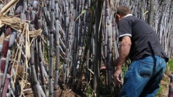 Imagem de Produção da cana de açúcar vale 5 milhões de euros (áudio)