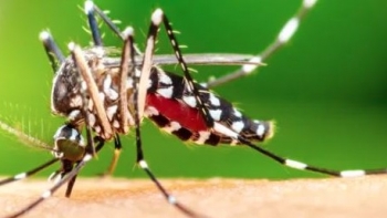 Imagem de Saúde alerta por causa dos mosquitos Aedes aegypti (áudio)
