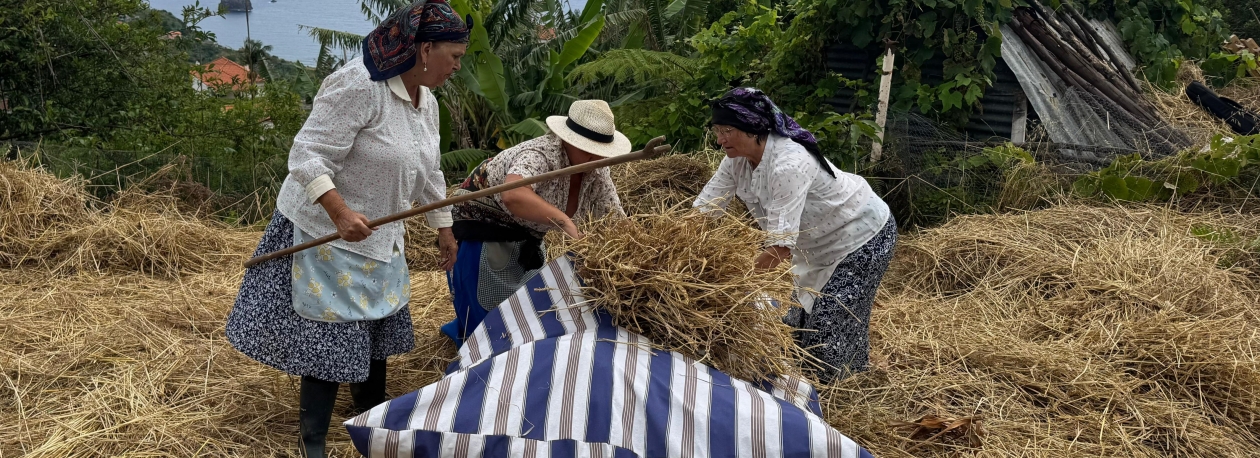 Imagem de Locais recriam tradicional debulha do trigo (vídeo)