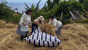 Imagem de Locais recriam tradicional debulha do trigo (vídeo)