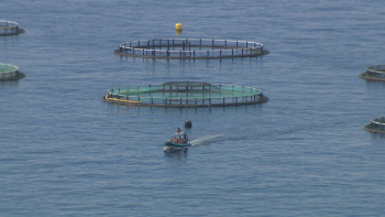 Imagem de Cerca de 600 toneladas  de dourada em aquacultura (vídeo)