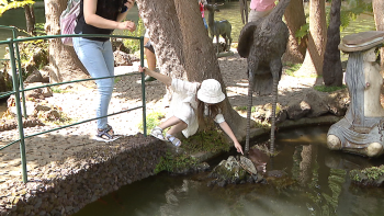 Imagem de Jardim Tropical Monte Palace recebeu 11 mil visitantes em dois dias (vídeo)