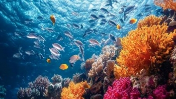 Imagem de Autoridade Marítima deteta “onda de calor marinha” no Algarve